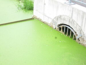 Unappetitlicher Brandweiher in Gresgen